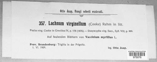 Lachnella virginella image